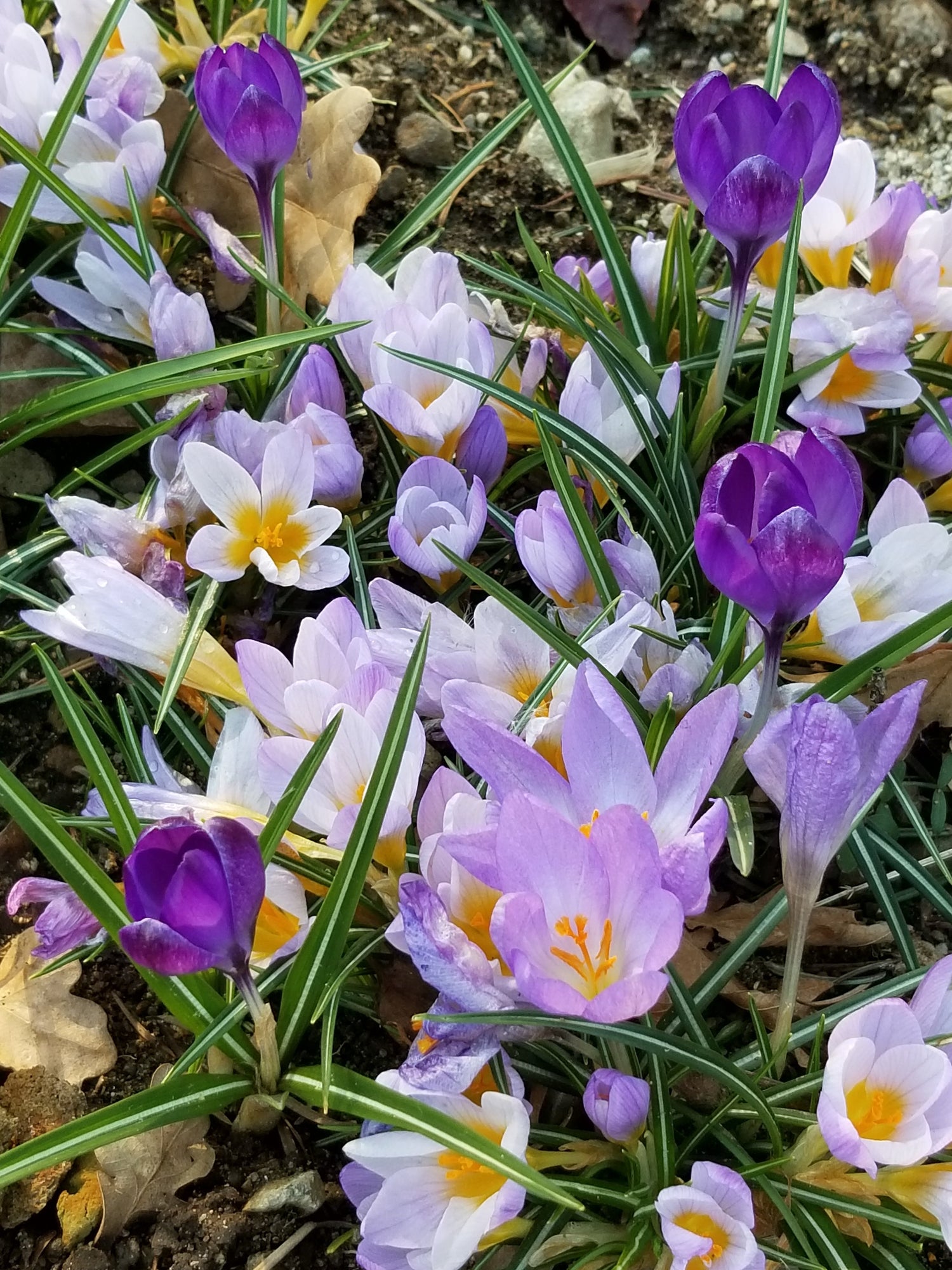 Spring Collection