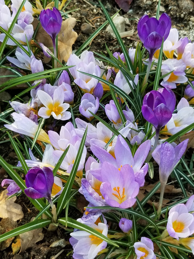 Spring Collection