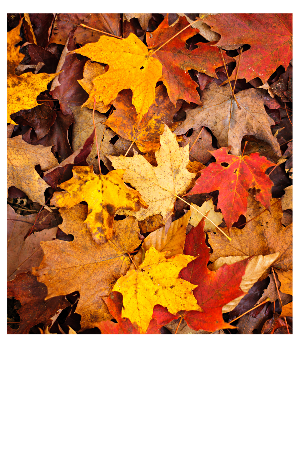 Fall Collections