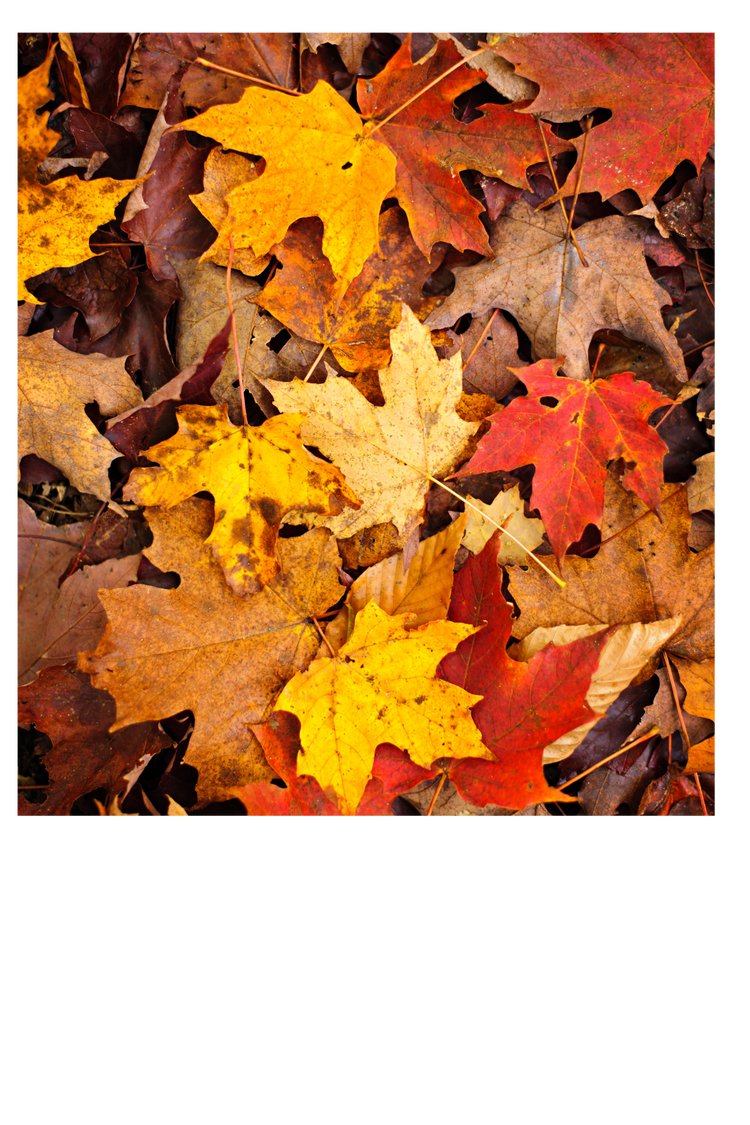 Fall Collections